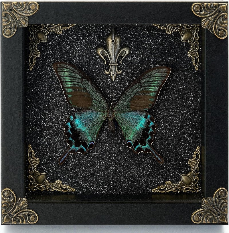 GDBEH Real Butterfly Framed Handmade - Taxidermy Butterfly Shadow Box - Real Framed Butterflies in a Box for Gothic Home Decor Aesthetic. (Green-Banded Queen Butterfly) - Image 1